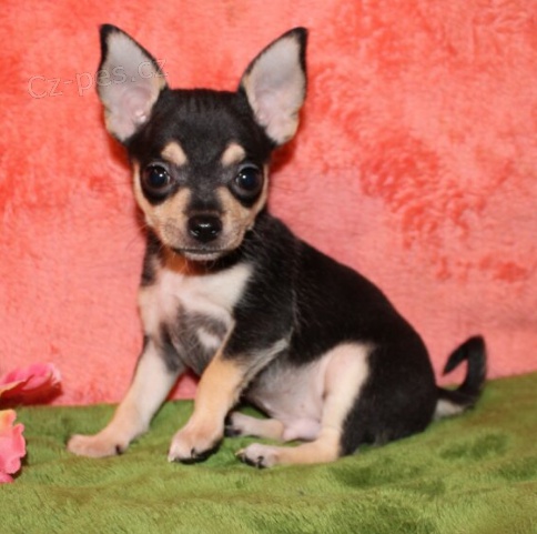 �t���tka �ivavy jsou p�ipravena do nov�ch rodin.