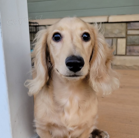 �t���tka jezev��ka jsou p�ipravena do nov�ch rodin.