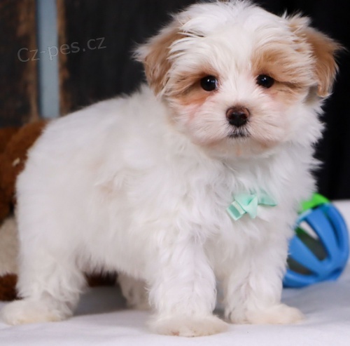 �t���tka Maltipoo jsou p�ipravena k adopci.