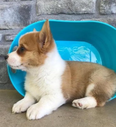 Roztomile vypadaj�c� �t���tka Welsh Corgi Pembroke jsou p�ipravena k adopci.