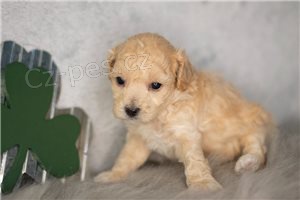 �t��ata pudl�.