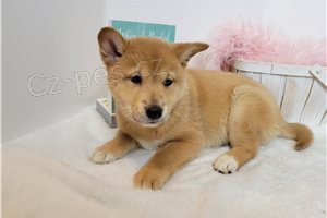 Hrav� �t���tka Shiba Inu.