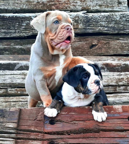 Anglick� buldok �t��ata