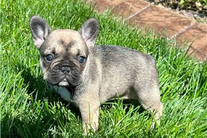 Gorgios Francouzsk� buldok �t��ata.