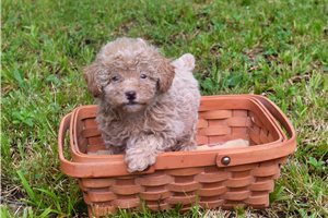 N�dhern� hra�ka Pudl �t��ata.