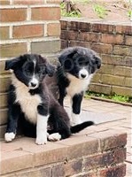 Rozko�n� �t��ata border kolie.