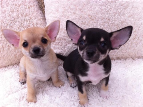 Rozko�n� �t��ata Chihuahua.