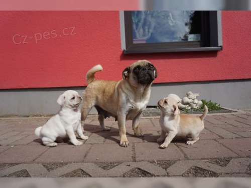 Mops �t��ata bez PP