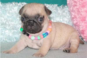 Rozko�n� �t��ata mopsl�k�.