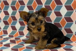 �t��ata Yorkshirsk�ho teri�ra k dispozici.