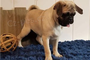 Mops �t��ata k dispozici.