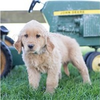 Zlat� retr�v�i k dispozici.