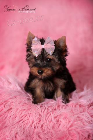 York��rkov� s PP (rodokmeny)