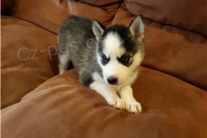 ڞasn� �t��ata sibi�sk�ho husky.