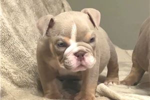 Kr�sn� �t��ata anglick�ho buldo�ka.