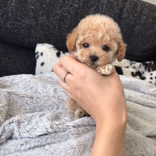 Prod�m miniaturn� o�kovan� �t��ata Pudla.