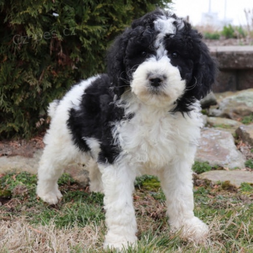 o�kovan� a zdrav� �t��ata standardn�ho Pudla na prodej.