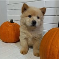 Velmi hrav� �t��ata Chow Chow.