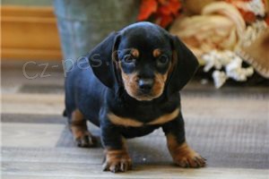 �t��ata hladkosrst�ho jezev��ka.