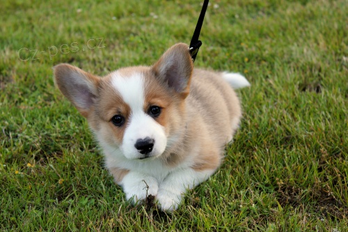 Pembroke welsh corgi tata dostupn k adopci