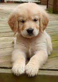 �t��ata zlat�ho retr�vra na prodej v m�m okol�