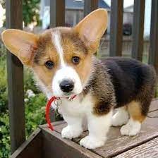 Prodm tata welsh corgi Pembroke.