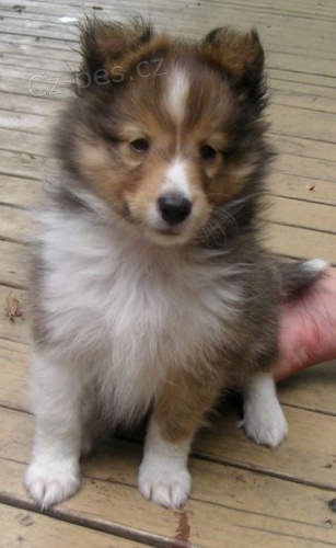 Prod�m kr�sn� o�kovan� a od�erven� �t��ata Sheltie