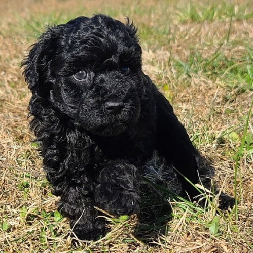 Prod�m zdrav� a o�kovan� �t��ata standardn�ho pudla �ERN�.