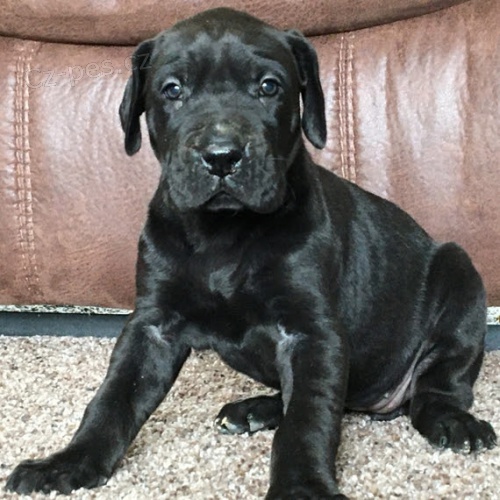 �ern� o�kovan� �t��ata n�meck� dogy k adopci.