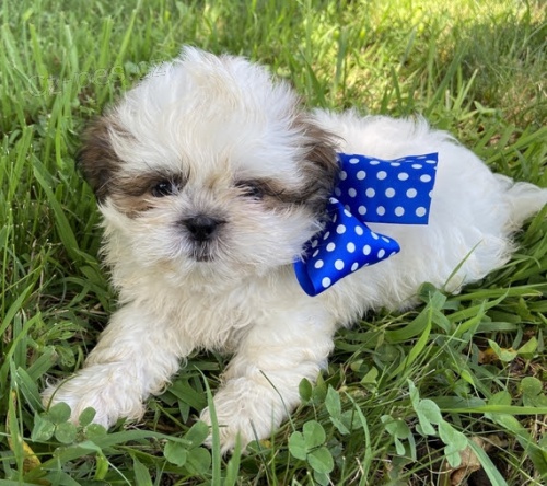 Prod�m zdrav� a o�kovan� �t��ata SHIH TZU