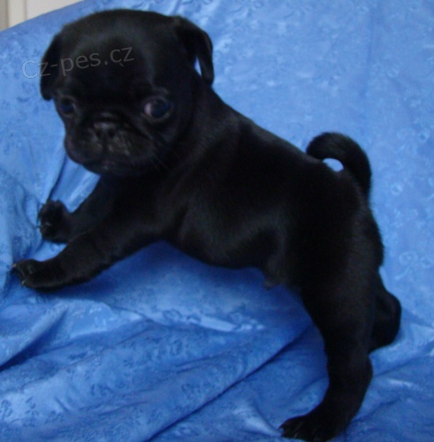 Prod�m Mopy �t��ata  s PP