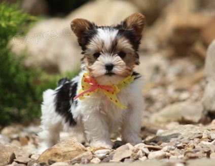 Roztomil� �t���tka Yorkshire jsou p�ipravena do nov�ch rodin