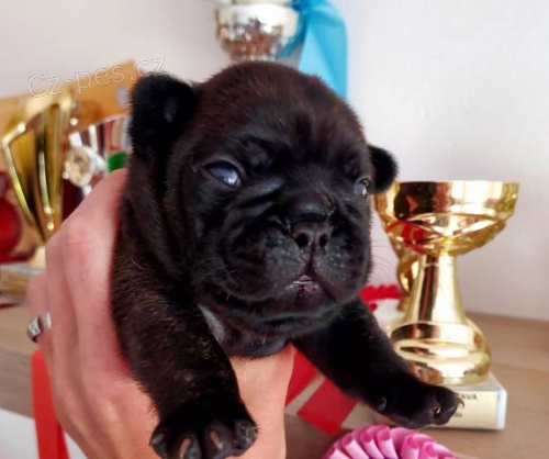 Francouzsk� buldo�ek s PP FCI