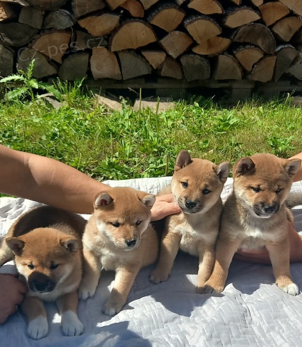 Shiba-Inu �t��ata