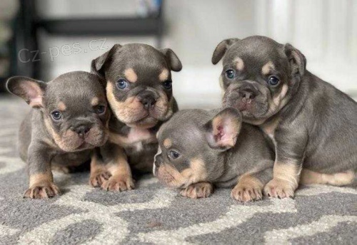 �t��ata francouzsk�ho buldoka pro rehoming.