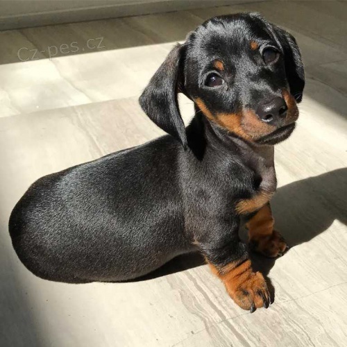 N�dhern� �t��ata jezev��ka, pejska a fenky.