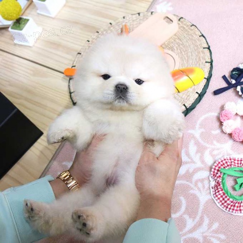 Chow Chow �t��ata k dispozici.