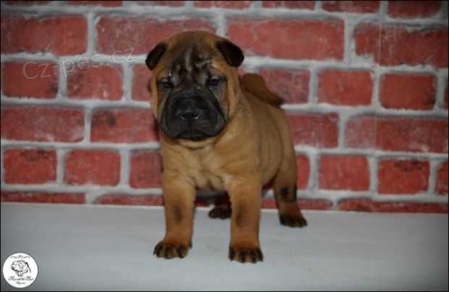 P�edstavujeme v�m vynikaj�c� �t���tka Shar Pei.