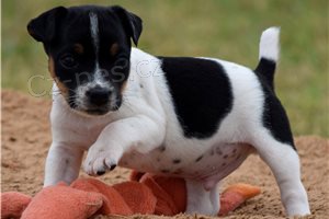 Kr�sn� �t���tka Jack Russell k dispozici.