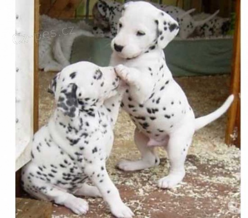 Rozko�n� skvrnit� dalmatsk� �t��ata.