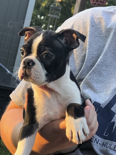 Rozko�n� �t��ata skvrnit�ho bostonsk�ho teri�ra.