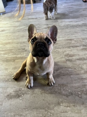 Rozko�n� �t��ata francouzsk�ho buldo�ka.