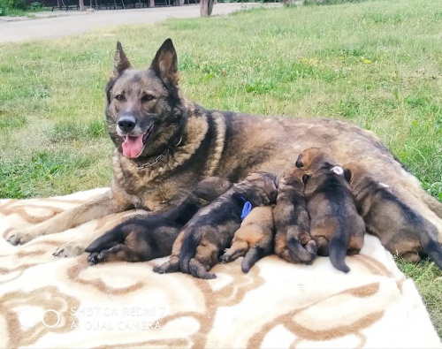 N�meck� ov��k �t��ata s PP