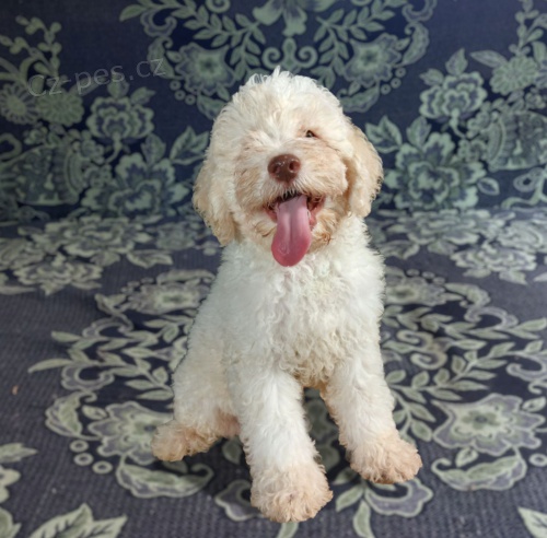 Lagotto Romagnolo �t��ata
