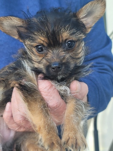 Rozko�n� �t��ata Yorkshirsk�ho teri�ra.