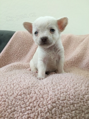 Jablko hlava Chihuahua �t��ata.