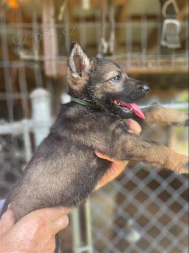 N�MECK� OV��K AKC �T��ATA.