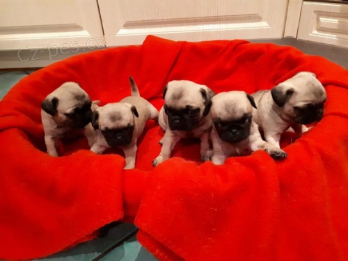 Mops �t��ata bez PP