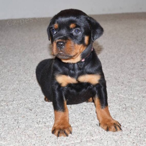 Zdrav� a kr�sn� �t��ata rotvajlera na prodej.