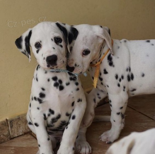 Prod�m kr�sn� a zdrav� o�kovan� �t��ata dalmatin�